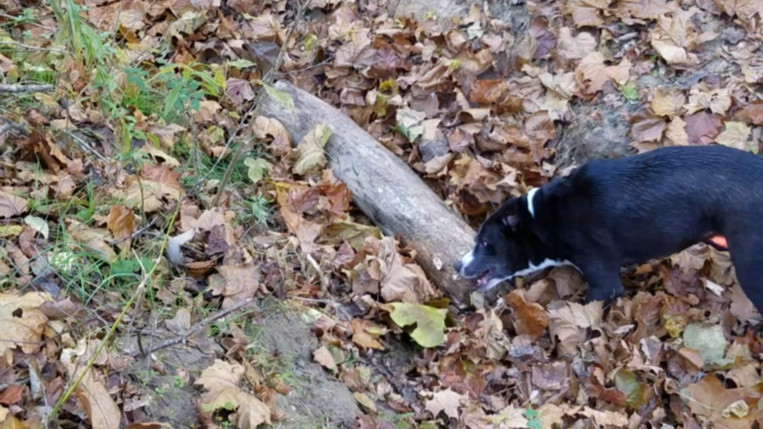 Mid-Hike Snack